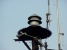 falls-siren.jpg (33826 bytes)