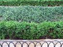 park-grass