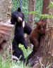 grandfather-mt-bears2.jpg (54817 bytes)