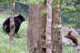 grandfather-mt-bears.jpg (91598 bytes)