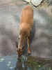 grandfather-mt-deer.jpg (73140 bytes)