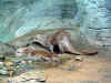 grandfather-mt-otters.jpg (75488 bytes)
