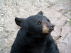 bear-2.jpg (45306 bytes)
