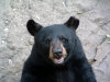 bear-3.jpg (44230 bytes)