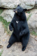 bear.jpg (59573 bytes)