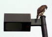 hawk.jpg (16481 bytes)