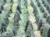 tree-farm.jpg (83366 bytes)