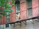 hello-there.jpg (81507 bytes)