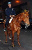pd-horsey.jpg (58377 bytes)
