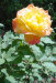 bloom.jpg (102779 bytes)