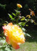 blooms1.jpg (91951 bytes)