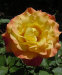 close-blend1.jpg (66990 bytes)