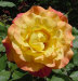 close-blend2.jpg (62314 bytes)