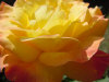 close-orange2.jpg (60605 bytes)