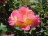 close-pink1.jpg (79764 bytes)