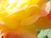 close-yellow2.jpg (55092 bytes)