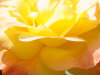 close-yellow3.jpg (56092 bytes)