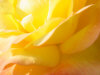 close-yellow.jpg (47667 bytes)