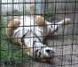 kitty2.jpg (91032 bytes)