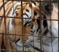 kitty3.jpg (84245 bytes)