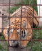 kitty4.jpg (85415 bytes)