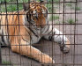 kitty.jpg (87342 bytes)