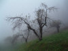 orchards.jpg (68523 bytes)
