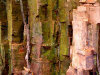 rock.jpg (81891 bytes)